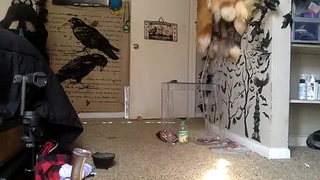 trashbrat online show from October 3, 2025, 9:27 pm