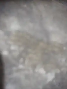 Feeroo11 online show from April 16, 2026, 4:41 pm