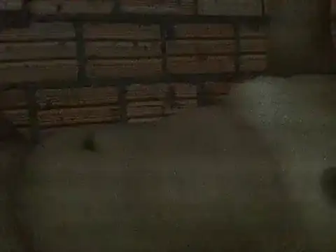 alicetrans97 online show from February 5, 2025, 3:13 am