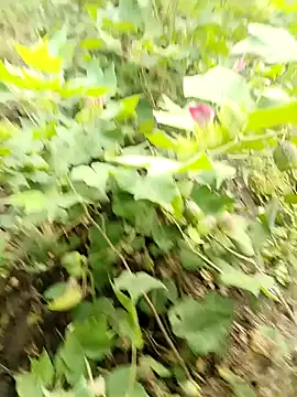 himvilohi08 online show from October 16, 2025, 3:37 am