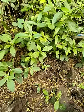 himvilohi08 online show from October 20, 2025, 11:22 am