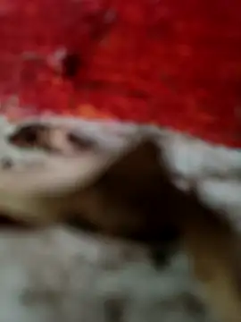 himvilohi08 online show from October 18, 2025, 12:51 pm