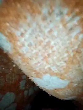 Snapshot of ParousFlow chatting on January 19, 2026, 12:42 pm ParousFlow online show from January 19, 2026, 12:42 pm