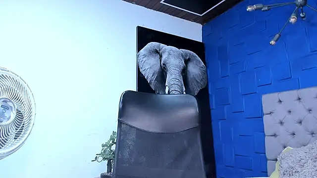 andres-clark92 online show from November 2, 2025, 5:29 pm