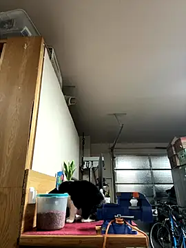 petalsexy online show from September 21, 2025, 4:56 pm