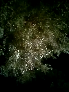 Snapshot of Joshi_Love143 chatting on October 24, 2025, 1:54 pm Joshi Love143 online show from October 24, 2025, 1:54 pm