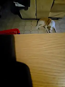 Stingles online show from October 11, 2025, 6:03 am