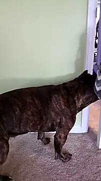 RhondaRump online show from October 12, 2025, 2:40 pm