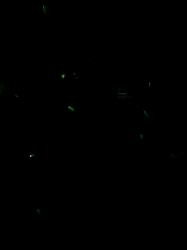 MODEST11 MMiILOO AMARO online show from February 13, 2026, 11:38 pm