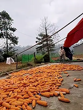 Snapshot of Tin_tanny chatting on November 24, 2025, 2:11 am Tin tanny online show from November 24, 2025, 2:11 am