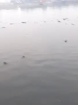 Bangladeshi Big male online show from December 2, 2025, 11:12 am