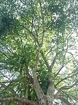 Bottz777 online show from November 12, 2025, 11:03 am