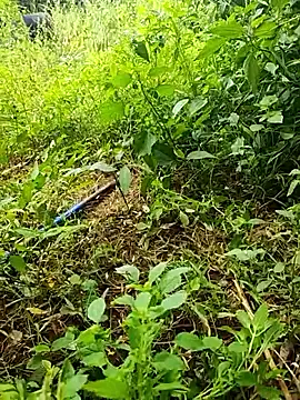 telugumodda4396 online show from October 19, 2025, 6:16 am