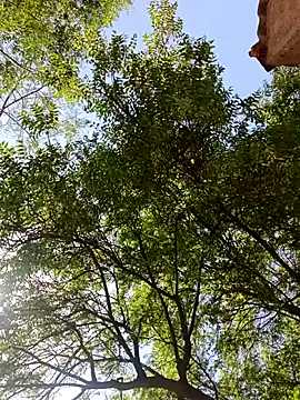 Rs sonam online show from April 13, 2026, 9:13 am