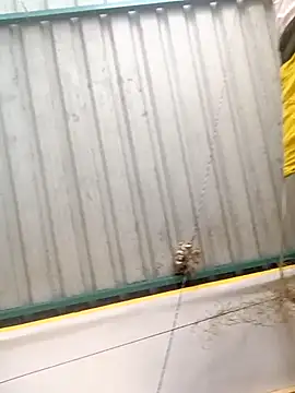 harinisree online show from October 31, 2025, 5:37 am