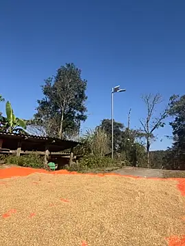 miemie-xx online show from November 26, 2025, 3:17 am