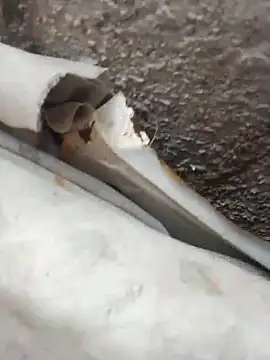 blackhot30 online show from October 12, 2025, 7:15 pm