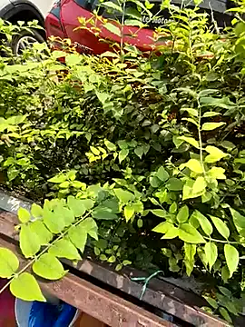 Snapshot of crawlerdrill chatting on October 19, 2025, 4:37 am crawlerdrill online show from October 19, 2025, 4:37 am