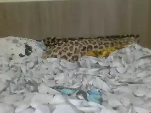 Evelyn evasara online show from October 21, 2025, 4:45 am