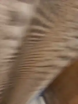 duoresex online show from November 15, 2025, 2:10 pm