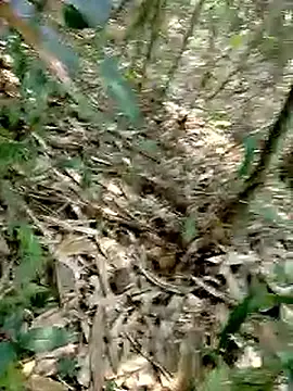 Snapshot of Cloud-wh chatting on March 2, 2026, 2:45 am Cloud-wh online show from March 2, 2026, 2:45 am