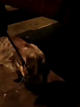 Adrian sxp online show from November 18, 2025, 4:38 am