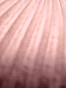 Snapshot of Hailey_1-2 chatting on December 3, 2025, 4:39 pm Hailey 1-2 online show from December 3, 2025, 4:39 pm