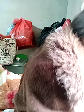 little-effy online show from February 17, 2026, 3:04 am