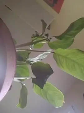 NickoHetero online show from January 17, 2026, 2:42 pm