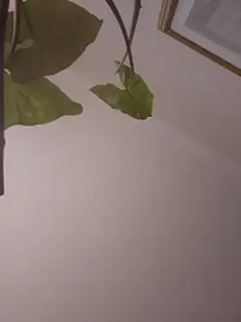 NickoHetero online show from January 13, 2026, 2:10 pm