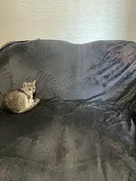 Snapshot of AlisRoxy chatting on February 22, 2026, 6:16 am AlisRoxy online show from February 22, 2026, 6:16 am