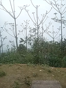 cutebobi online show from March 2, 2026, 3:29 am