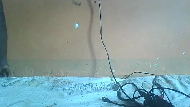 Sexyass100 online show from April 20, 2026, 12:52 pm