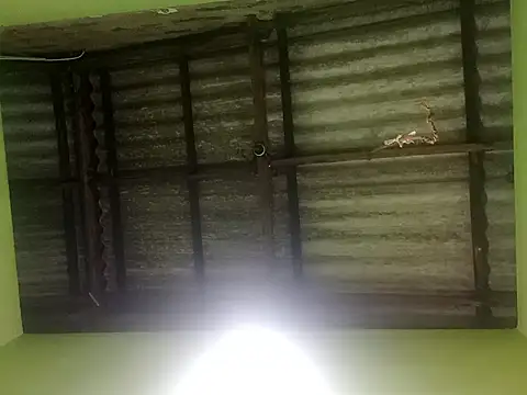 Snapshot of ShaniNsula2026 chatting on March 19, 2026, 4:29 pm ShaniNsula2026 online show from March 19, 2026, 4:29 pm