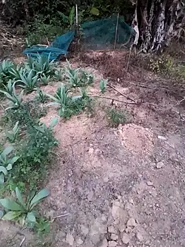 zanh99 online show from April 8, 2026, 11:22 am