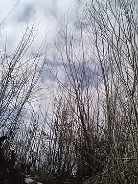 Luceriusbigass online show from January 30, 2025, 12:06 pm