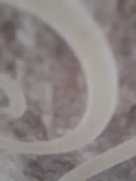 sk022 online show from April 15, 2026, 6:34 pm