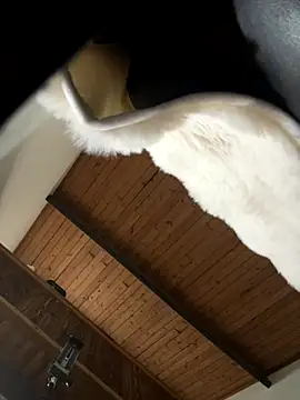 odbodu online show from November 22, 2025, 8:51 pm