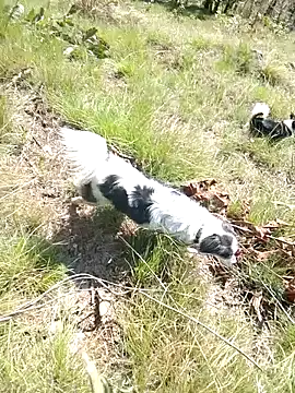 Luckyking1 online show from April 7, 2026, 2:57 am