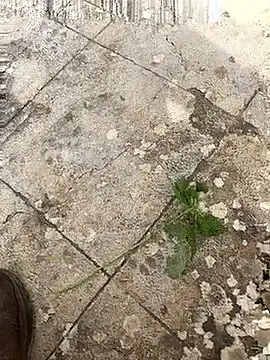 curcuro online show from March 1, 2026, 10:59 am