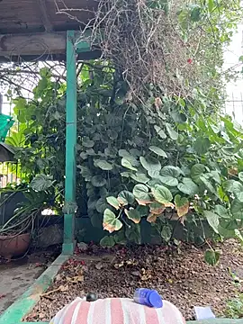 sofy alone online show from February 5, 2026, 11:28 am