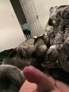 Snapshot of Furdale chatting on November 26, 2025, 5:24 pm Furdale online show from November 26, 2025, 5:24 pm