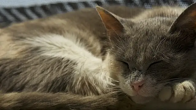 tattooed test online show from October 3, 2025, 9:55 am