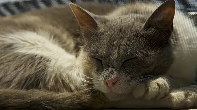 tattooed test online show from December 23, 2024, 8:11 am