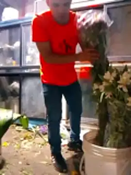 king-lobo-act online show from November 2, 2025, 5:07 pm