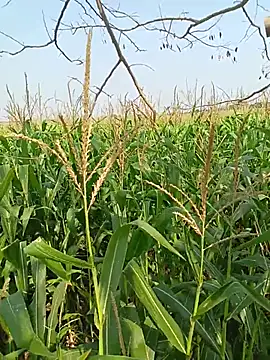 kummuduabbai online show from April 12, 2026, 4:05 am