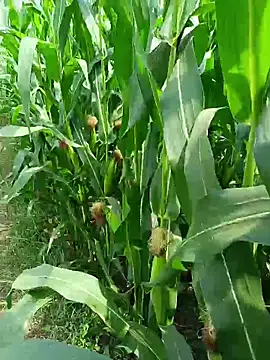 kummuduabbai online show from March 25, 2026, 7:52 am