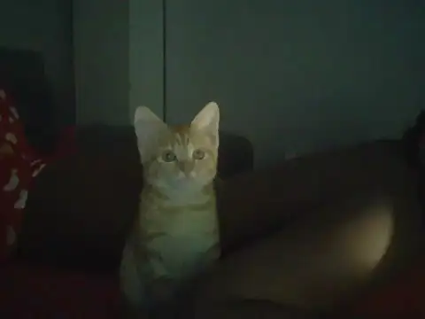 val5 online show from January 17, 2026, 2:59 am